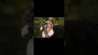 Datos sobre el condor