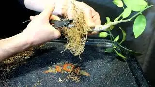 Tăiere și replantare Portocal proiect de bonsai