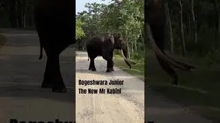 Biggest Tusker in Kabini Bogeshwara Junior #travel #safari #kabini #elephant #tusker