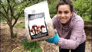 Planting Wine Cap Mushrooms and Other Spring Goodies
