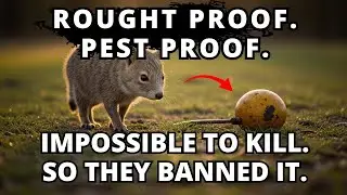Impossible to Kill, Forbidden to Farm: The Superfood They Destroyed
