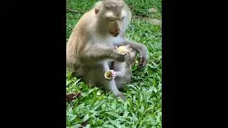 07-11-25 Monkey Discovery 009 #newborn #babymonkey #Joyce #monkeylife #abandoned #wildife #Jacee