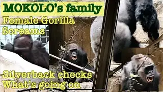 Mokolo’s family- Female gorilla Tusa screams in anger, Silverback observes.