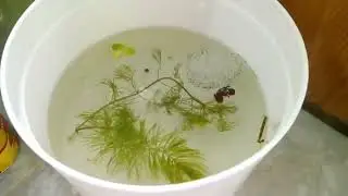 Betta breeding - sinh sản c&aacute; betta