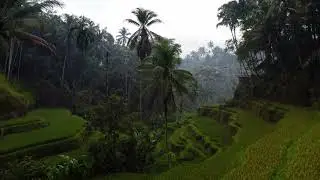 Why Bali Terrace Gardens Are So Special 🌿 | Bali Explained