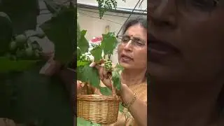 ఈ రోజు చిట్టి వంకాయలు కోసుకుందాం #gardening #short#ytshorts #telugushorts | Litha&rsquo;s Passion World