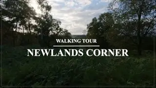 NEWLANDS CORNER, NORTH DOWNS | WALKING TOUR [ 4K ]