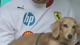 Charles Leclerc : son chien Leo est plus populaire que lui !