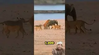 Lion&rsquo;s Biggest Mistake Today!