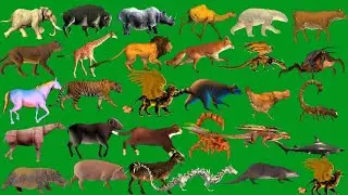 Line Running and Walking Green Screen HD Animals Best Animals Video Green Screen HD MG7