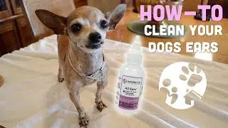 How to Clean Your Dog's Ears With Wondercide All Ears Ear Wash