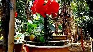 pia🏠Plants at home