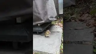 Fall Time Clean Up