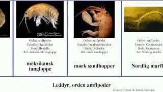 Leddyr, orden amfipoder jesogammarus lys arthropoda sandhopper m&oslash;rk sp&oslash;kelseskreps Amphipoda Chris