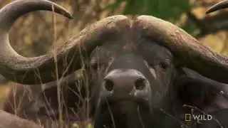 How a Lion Pride Hunts Prey   Cat Attack tics