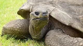 This 190 year old tortoise is the world's oldest living mammal