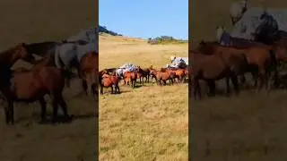 Wild Horse Sounds (on the hill)