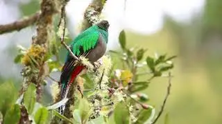 A Female Resplendent Quetzal