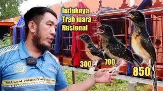 MURAI BATU TROTOL PROSPEK TRAH JUARA NASIONAL ‼️