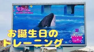 スタジアムからの大喝采⭐️ #名古屋港水族館 #シャチ #リン #Lynn 