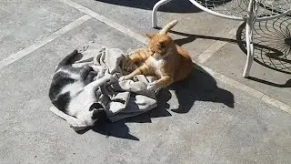 The Kitten Fights Everyone To Keep Her Blanket