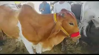 Malir mandi sy cow li (price ma vip) 🤐