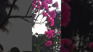 Flower aesthetic video |Instagram reels|