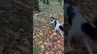 Running around after being stuck inside | Springer Spaniel