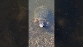 🕷 WILDLIFE in Kansas City // Spiders // Birds // Fish // 🐢 GIANT Turtle! #turtle