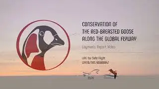 Conservation of the Red-breasted Goose Along the Global Flyway