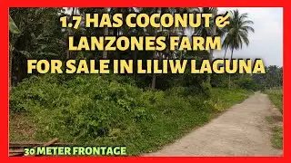 1.7 has Coconut and Lanzones Farm Lot in  Liliw Laguna for Sale (Lot Code: 2343)