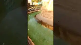 Riyadh international Zoo @kasayadolphine3781 @DolphineMuhonja 