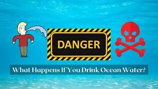What Happens If You Drink Ocean Water? The Shocking Truth