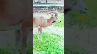 beautiful Wild goat, mountain goat,#goat,#animals , #botanzoo ,#viralvideo