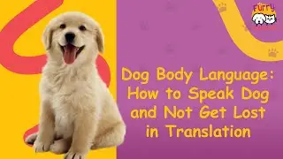 Dog Body Language How to Speak Dog and Not Get Lost in Translation