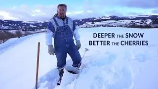 Deeper The Snow Better The Cherries