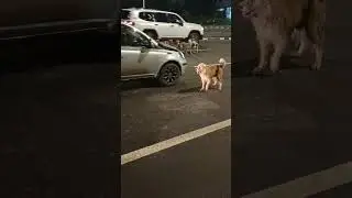 Addis street and street dogs in the night 2024