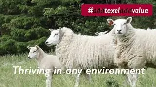 Texel Sheep