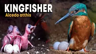 Mother Kingfisher Forcing the chick to eat - COMMON KINGFISHER
