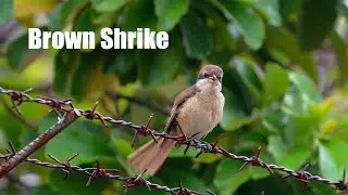 Brown Shrike Bird Call 4k 60p