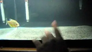 Ruby Red Spilo Piranha Finger chasing