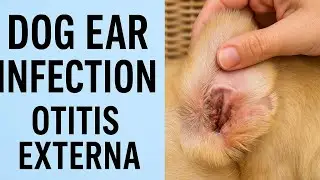 Dog Ear Infection: Explained by a Veterinarian