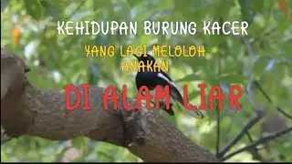 Mengintip burung Kacer yg sedang meloloh anakan...!!!!