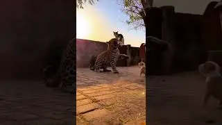 Leopard Attacks a Puppy &mdash; A Calico Cat Leaps to the Rescue 🐾 #AniVolt10s #WildClash
