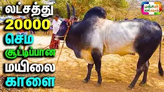 லட்சத்து 20000 செம சூட்டிப்பான மயிலை காளை || பழையகோட்டை மாட்டு சந்தை || Palayakottai Mattu Thaavani