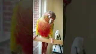 Conure sound - green cheek conure taught himself a new sound
