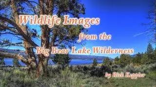 Wildlife Images From the Big Bear Lake Wilderness