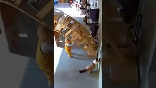 Security Cam Footage: Ragdoll Cat Saves Toddler from Falling Bookshelf Inside Garage | Moink