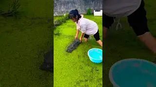 Eco-Friendly Eel Catching with Traditional Net Traps 🎣