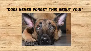 10 Things Your Dog Never Forgets About You